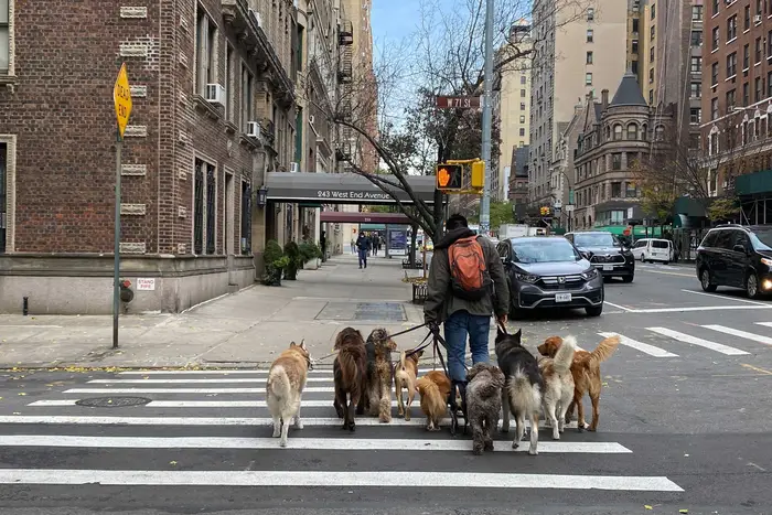 A photo of a dog walker with lots of doggos